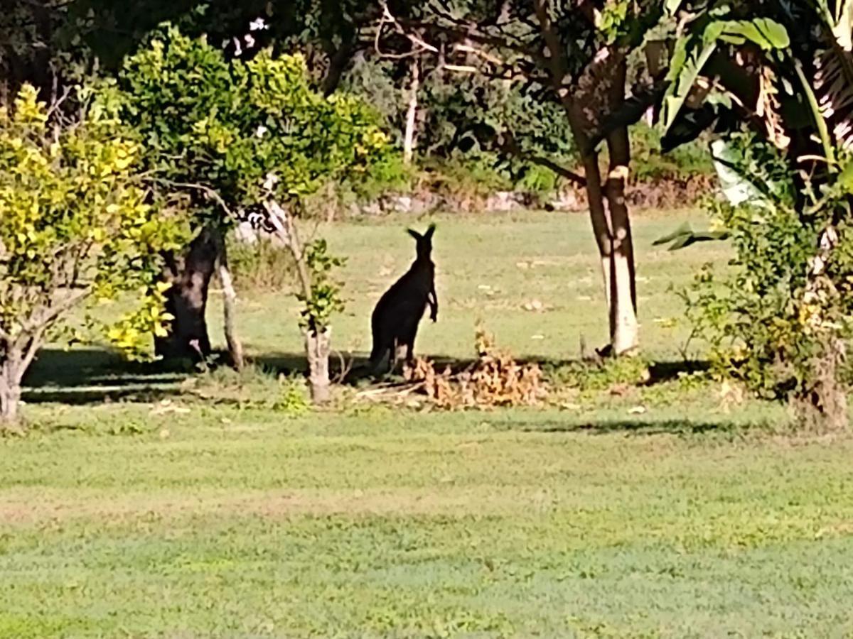 Lake Weyba Noosa Lodge & Kangaroos 佩里吉安比奇 外观 照片