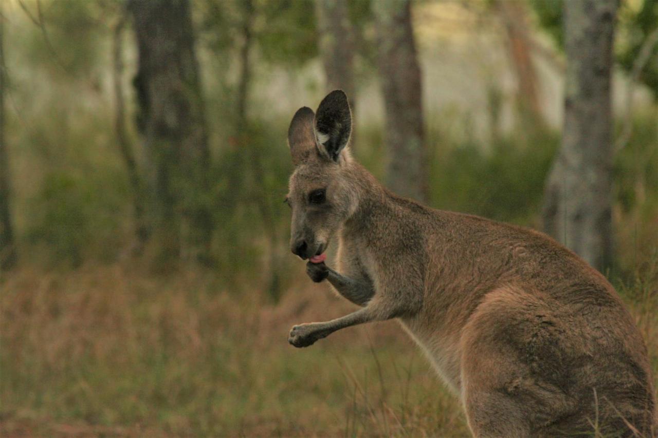 Lake Weyba Noosa Lodge & Kangaroos 佩里吉安比奇 外观 照片