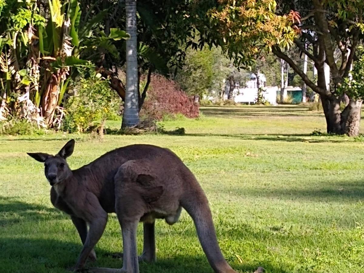 Lake Weyba Noosa Lodge & Kangaroos 佩里吉安比奇 外观 照片