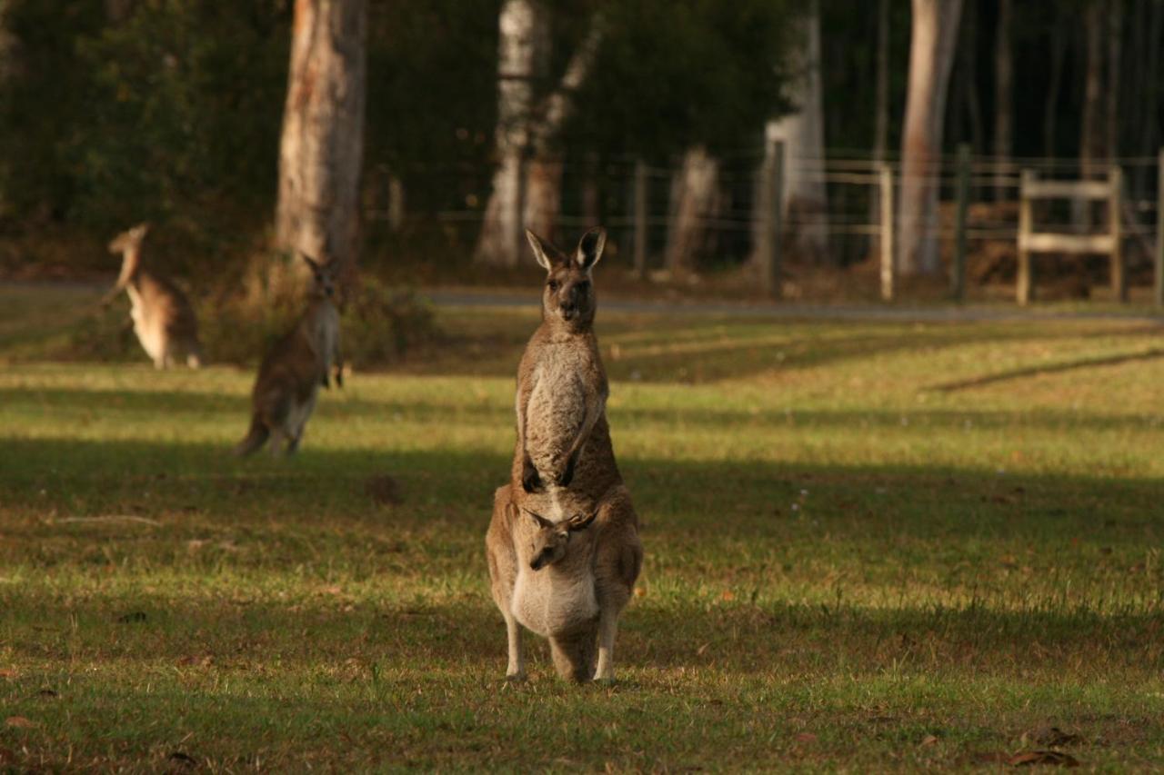 Lake Weyba Noosa Lodge & Kangaroos 佩里吉安比奇 外观 照片