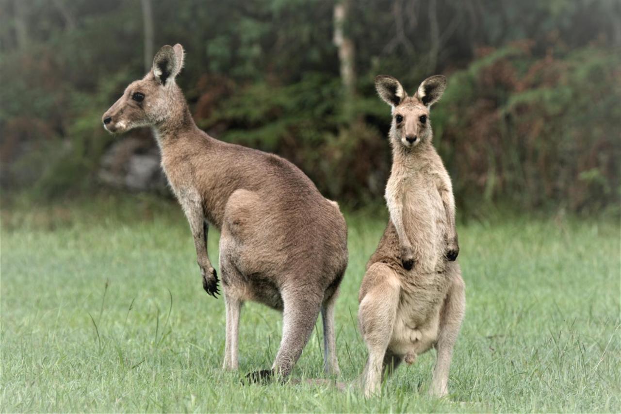 Lake Weyba Noosa Lodge & Kangaroos 佩里吉安比奇 外观 照片