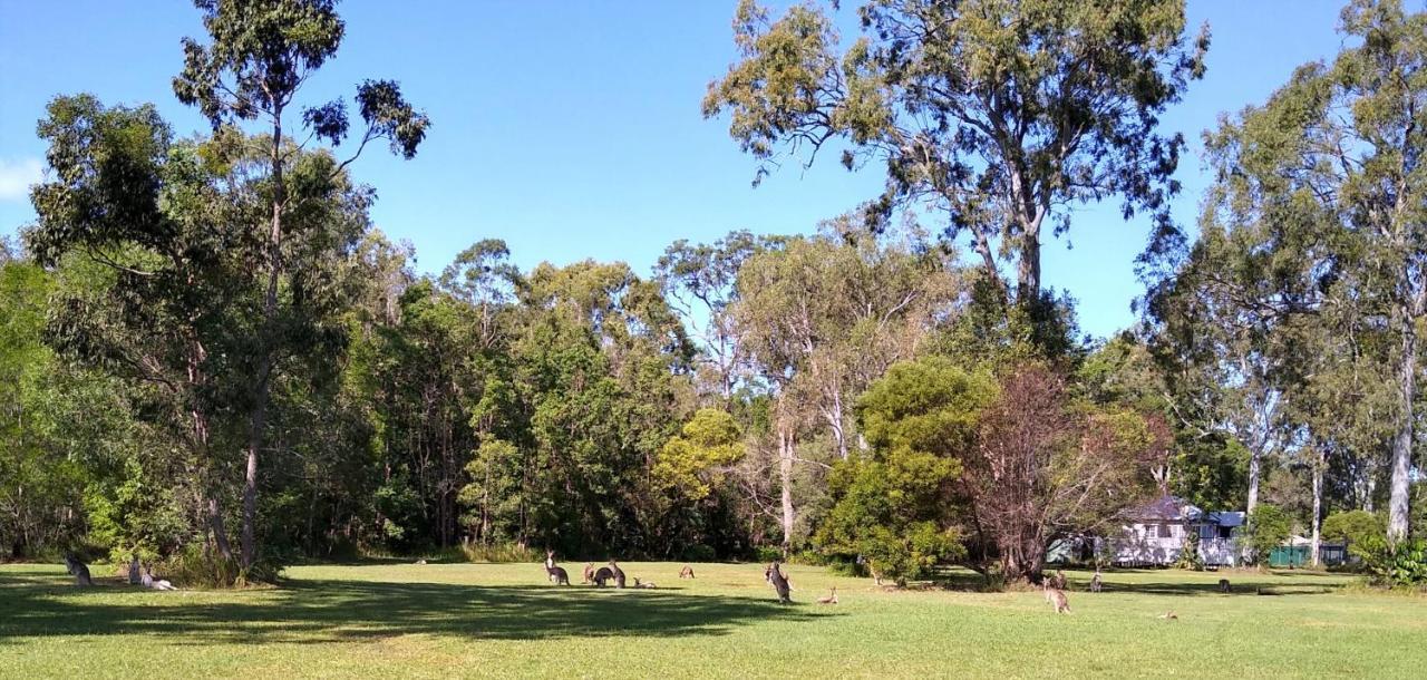 Lake Weyba Noosa Lodge & Kangaroos 佩里吉安比奇 外观 照片