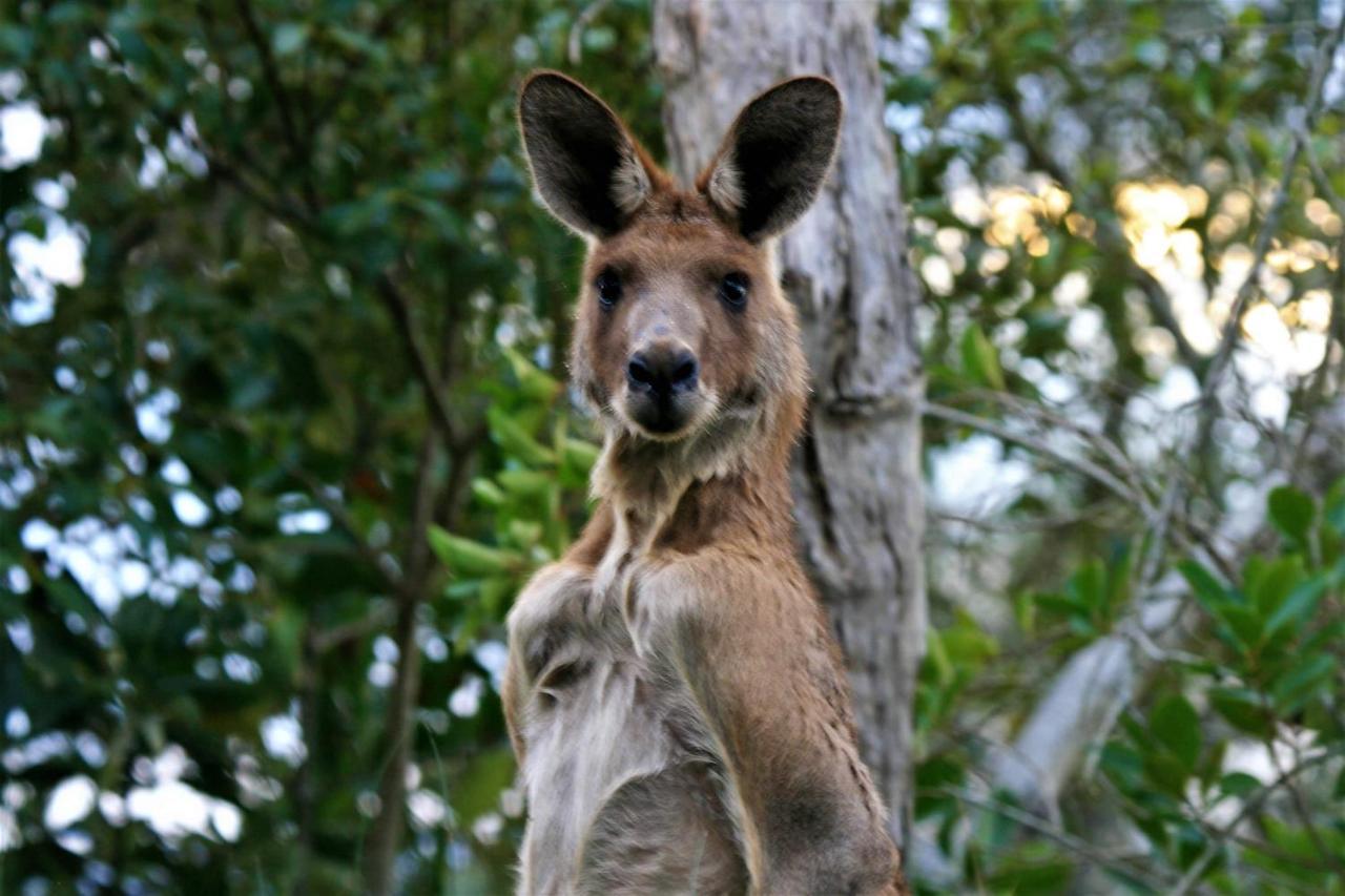 Lake Weyba Noosa Lodge & Kangaroos 佩里吉安比奇 外观 照片