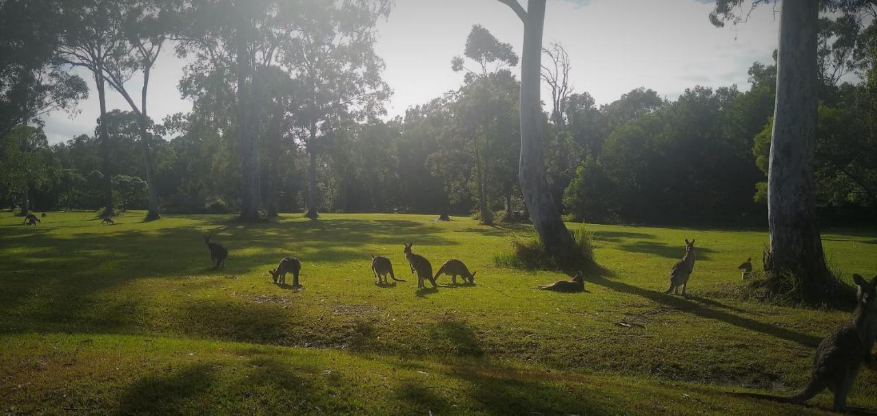 Lake Weyba Noosa Lodge & Kangaroos 佩里吉安比奇 外观 照片