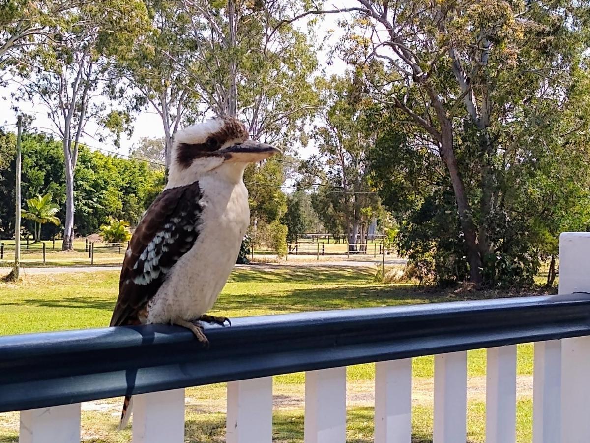 Lake Weyba Noosa Lodge & Kangaroos 佩里吉安比奇 外观 照片
