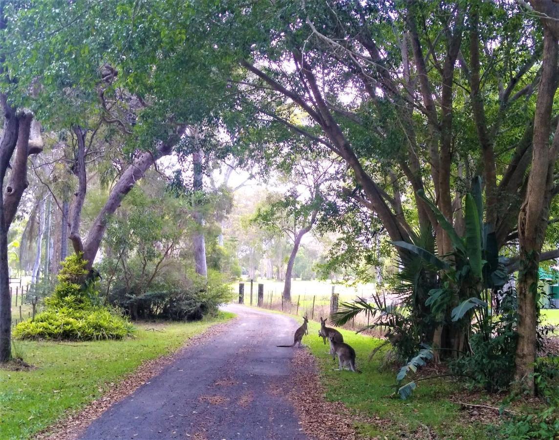 Lake Weyba Noosa Lodge & Kangaroos 佩里吉安比奇 外观 照片
